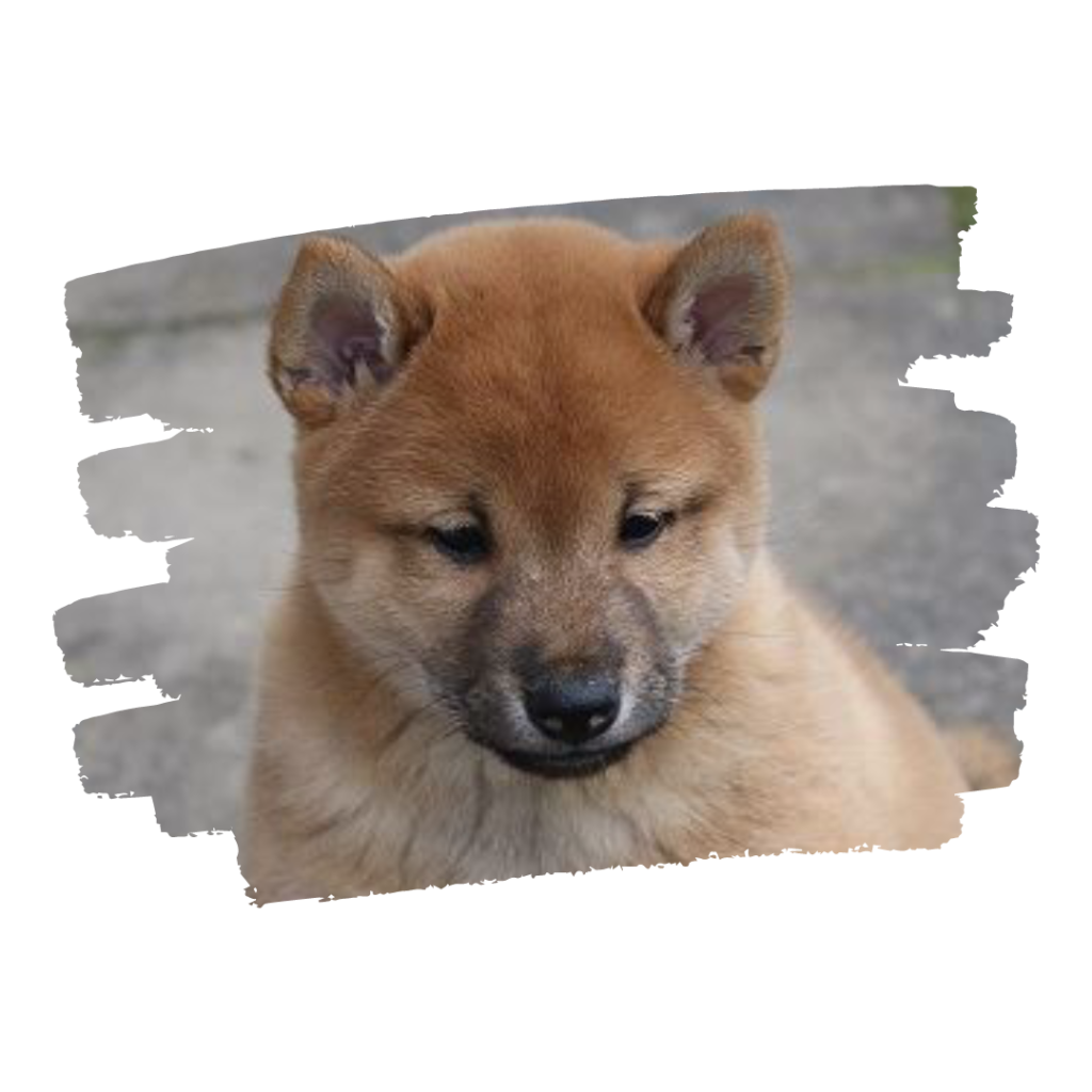 shiba inu puppy eight weeks