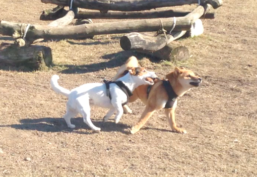 Puppies playing