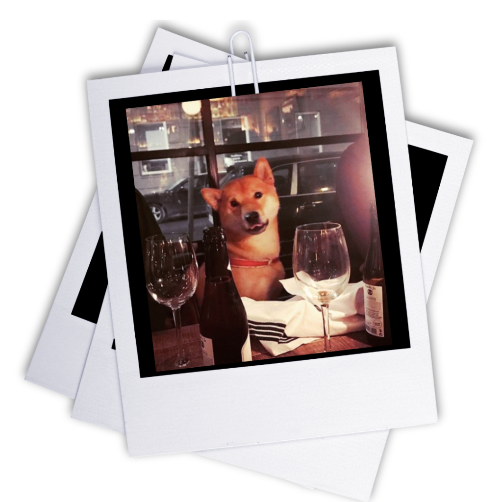 polaroid of a Shiba Inu sitting in a restaurant with a glass of wine