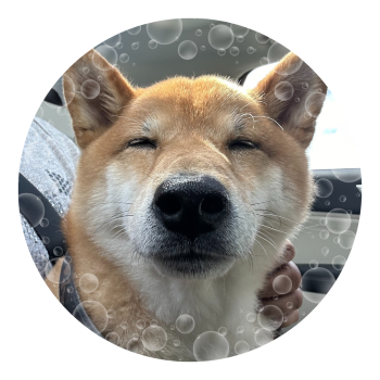 shiba inu dog on cbd for relaxing car ride